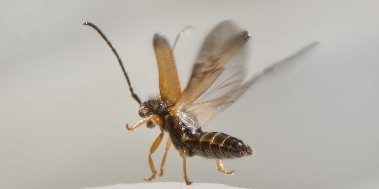 Cerambycidae:  Tetrops praeustus